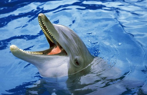 Bottlenose Dolphin (tursiops truncatus), Adult with open Mouth emerging from Water