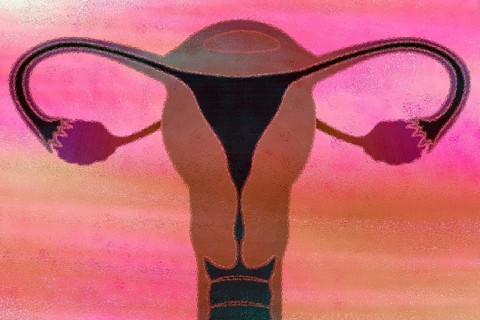 This is the uterus and this is where a fertilised ovum matures