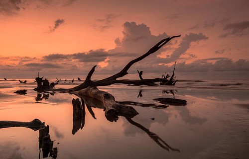 Boneyard Beach in South Carolina with old driftwood and dead trees and reflections at sunrise on a