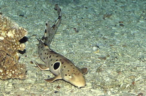Epaulette Shark (hemiscyllium ocellatum)