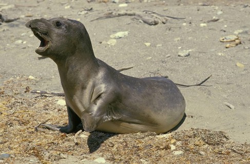 SOUTHERN southern elephant seal (mirounga leonina), YOUNG CALLING FOR MOTHER, California, USA,