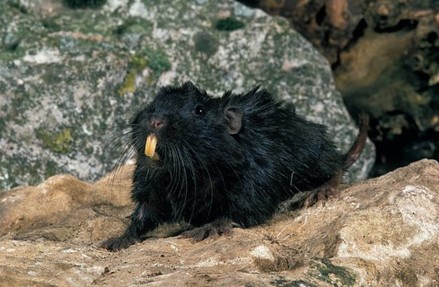 Coruro (spalacopus cyanus) Rat, Adult on Stone