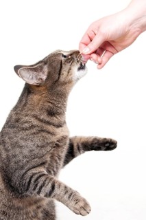 Domestic cat, tabby, gets treats, raw feeding, BARF, barf, raw food