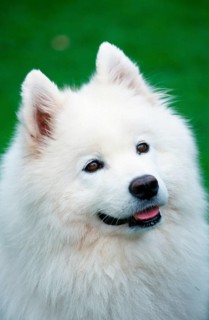 Samoyed