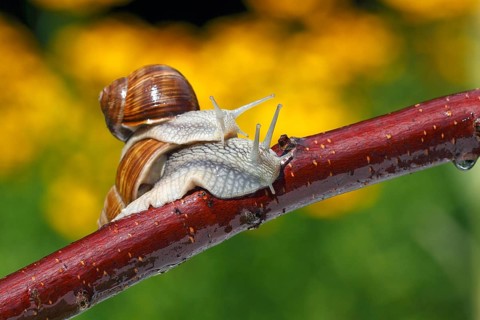 Burgundy snails (Helix pomatia), Schleswig-Holstein, Germany, Europe