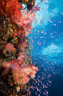 Coral reef, Makogai, Lomaviti, Fiji, Fiji Islands, soft coral, Fiji, Oceania