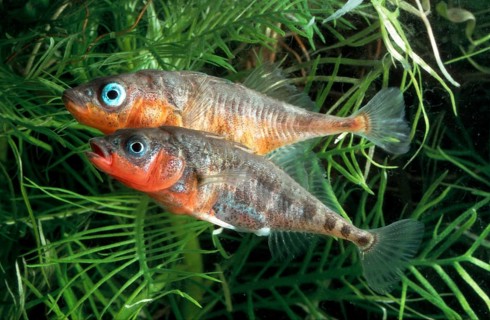 Three-spined Sticklebacks (Gasterosteus aculeatus), lateral, side