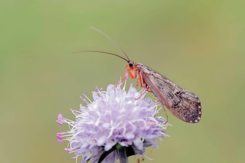 Caddis Fly and Devil's-bit Scabious (Succisa pratensis), Bavaria, Germany (Halesus tesselatus)