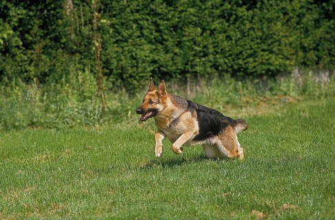 GERMAN SHEPHERD DOG, ADULT RUNNING ON GRASS