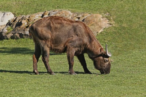 Takin (budorcas taxicolor), Adult eating Grass