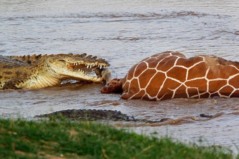 Nile Crocodile (crocodylus niloticus), Group on a Kill, a Reticulatd Giraffe drown in River,
