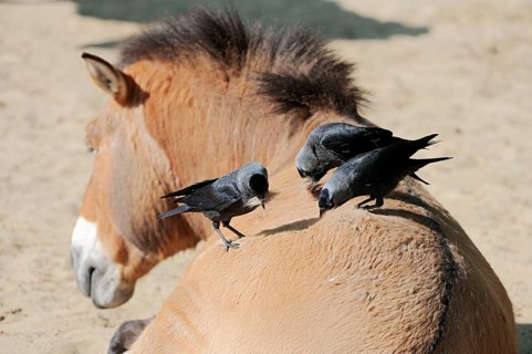Jackdaws (Coloeus monedula) (Corvus monedula) collecting hair from back of Przewalski's Wild Horse