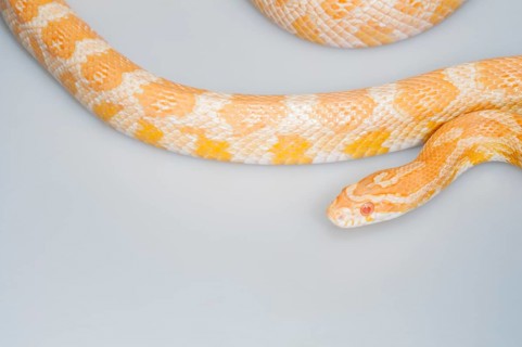 Creamsicle corn snake (Elaphe guttata x Pantherophis emoryi), intergrade between an albino corn