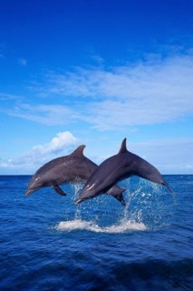 Bottlenose (Tursiops truncatus) Dolphines, Grosse Tuemmler, Delphine, [Tümmler, animals, aussen,