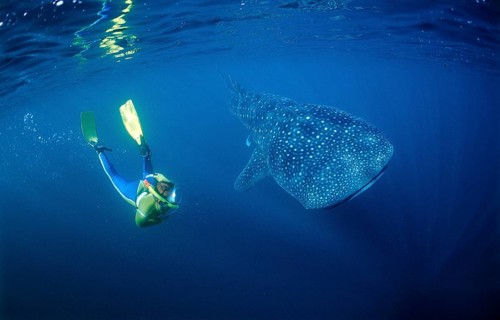 Whale shark and snorkeller, Rhincodon thypus, Djibouti, Djibouti, Africa, Afar Triangle, Gulf of