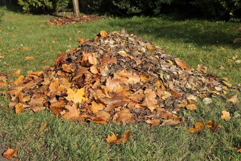 A pile of leaves in autumn