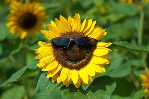 Closeup of one single common sun flower (Helianthus Annuus) with sun glasses and smiling, smiley