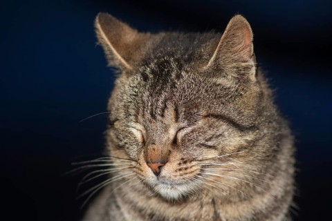 Brown and gray tabby cat. Cats in the port of Essaouira in Morocco