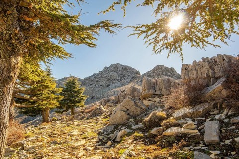Beautiful tree in Jebel Khmes, Morocco - The Highest peak in Talassemtane National Park in North