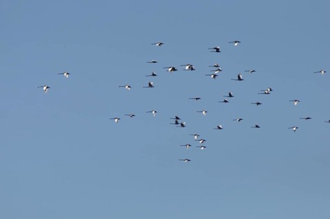 Australian black swans, Cygnus atratus, over Lake Haupiri, West Coast, South Island, New Zealand,