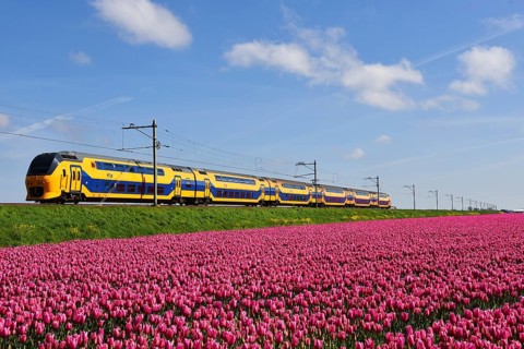 Den Helder, Netherlands. May 2023. Dutch train passing a blossoming field of tulips