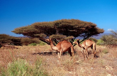 Dromedaries, Camelus dromedarius, Djibouti, Djibouti, Africa, Afar Triangle, Africa