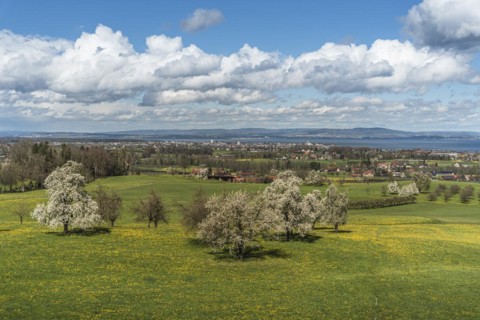 View over a spring meadow with blossoming pear trees to Romanshorn and Lake Constance, Canton