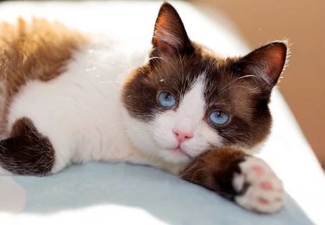Snowshoe cat portrait at home