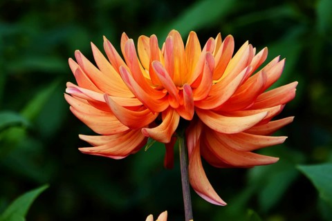 Semicactus dahlia, Lupita