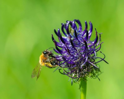 Black Rampion (Phyteuma nigrum), flower with wild bee and weevil, Schmittröder nature reserve,