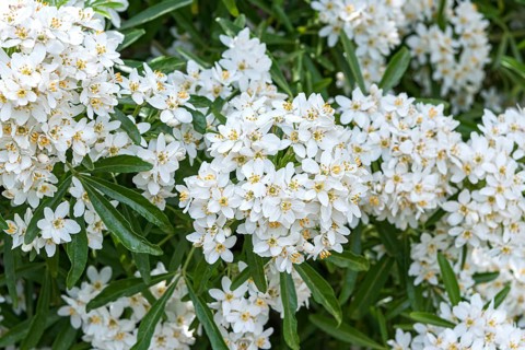 Starleaf (Choisya × dewitteana 'Aztec Pearl')