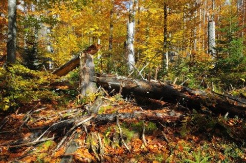 The Kleine Ohe in the Bavarian Forest, in autumn. Deadwood on Lusen, in the Bavarian Forest