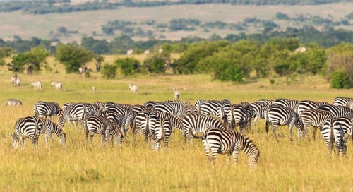 Zebras grazing grass inon the savannah landscape