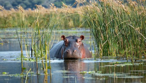 KI generated, animal, animals, mammal, mammals, biotope, habitat, one, individual animal, foraging,