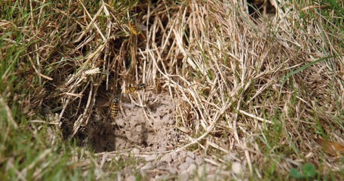 Common Wasp (vespula vulgaris), Adult in Flight, Adults flying above the Nest in the Earth,
