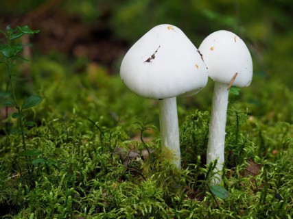 Cone-hooded amanita, Amanita virosa