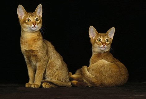 Red Abyssinian Cat, Adults against Black Background