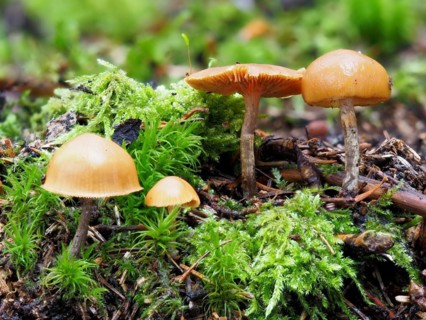 Poisonous Galerina, Galerina marginata, Galerina marginata