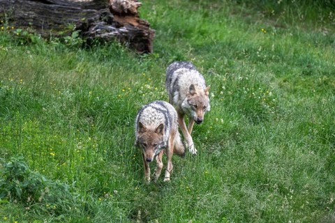 Grey gray wolves (Canis lupus) roaming through the meadow, Wildpark Mautern, Styria, Austria,