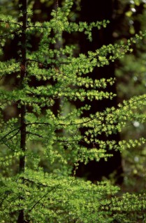 Siberian Larch (Larix sibirica), Lake Baikal, Siberia, Taiga, Russia, Europe