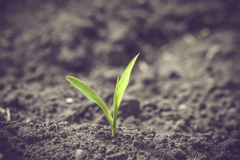 Green corn sprout in black soil in the springtime