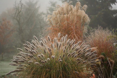 (Pennisetum alopecuroides) var. viridescens