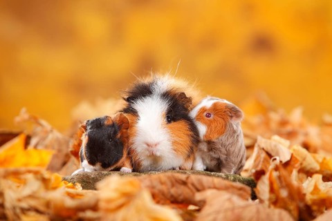 CH Teddy guinea pig, female with kittens, tortie-white and slate-blue-gold-white, Swiss Teddy