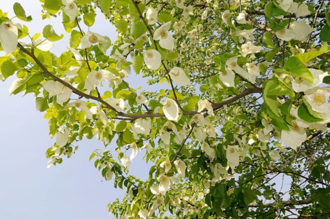 Dove tree (Davidia involucrata var.vilmoriniana), dove tree, Tupelo family (Nyssaceae)