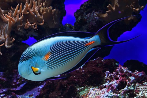 Red sea clown surgeon (Acanthurus sohal), endemic to the Red Sea, Aquarium, Oceanographic Museum