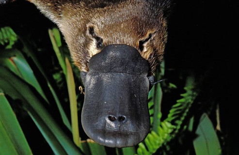 Platypus (ornithorhynchus anatinus), Close up of Beak, Australia, Oceania
