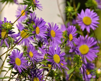 Purple china asters (Callistephus chinensis), Summer Aster, Garden Aster
