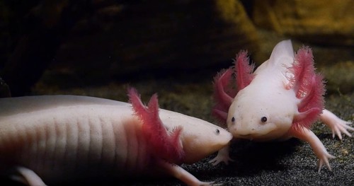 Axolotl (ambystoma mexicanum), Pair