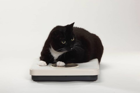 Domestic cat, too fat, overweight, scale, personal scale