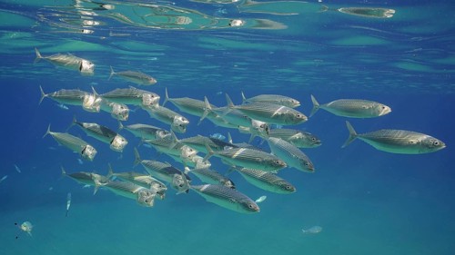 Group of Mackerel fish with open mouth swim under surface in blue water. Shoal of Indian Mackerel